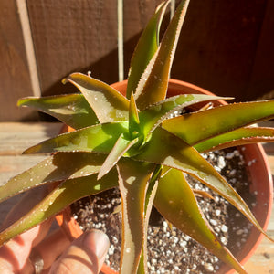 6" 'Bronze Aloe'