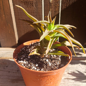 6" 'Bronze Aloe'