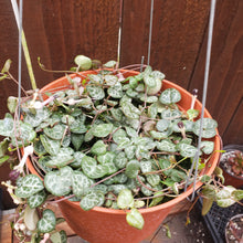Load image into Gallery viewer, 6&quot; Ceropegia woodii &#39;String-of-Hearts&#39;
