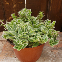 Load image into Gallery viewer, 6&quot; Crassula &#39;Kitten Ears&#39;
